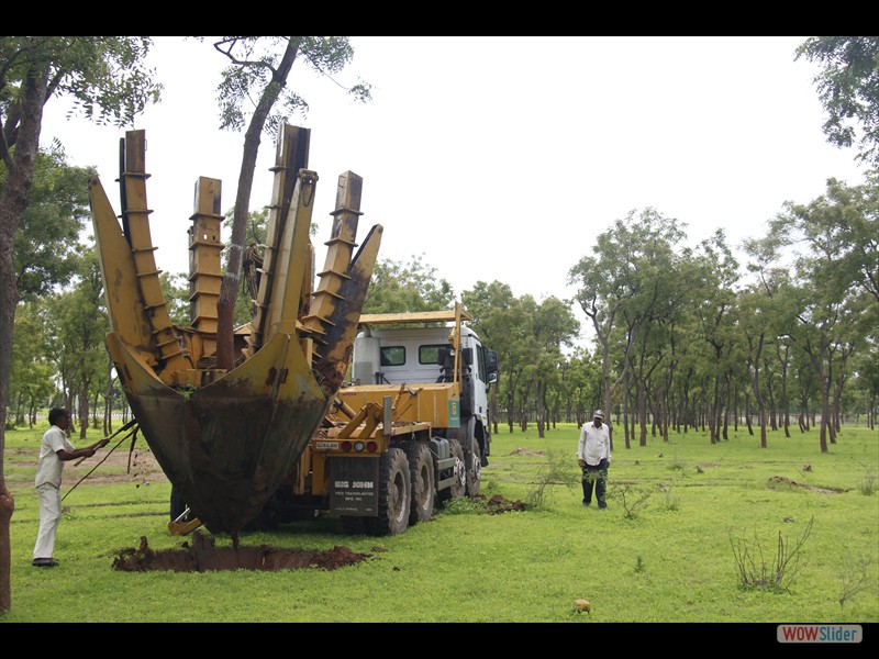 Transplanting Grown Trees to Avoid Cutting Them During Constructions
