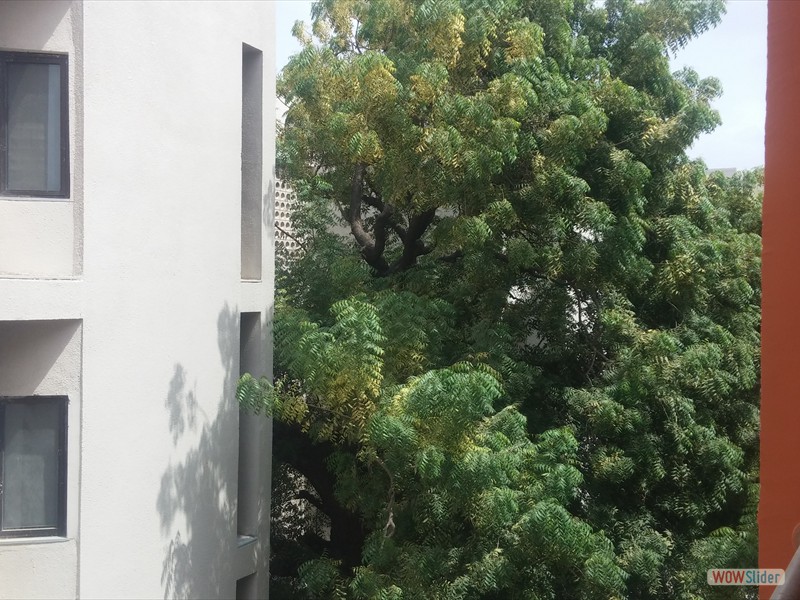 Neem tree next to Chimair